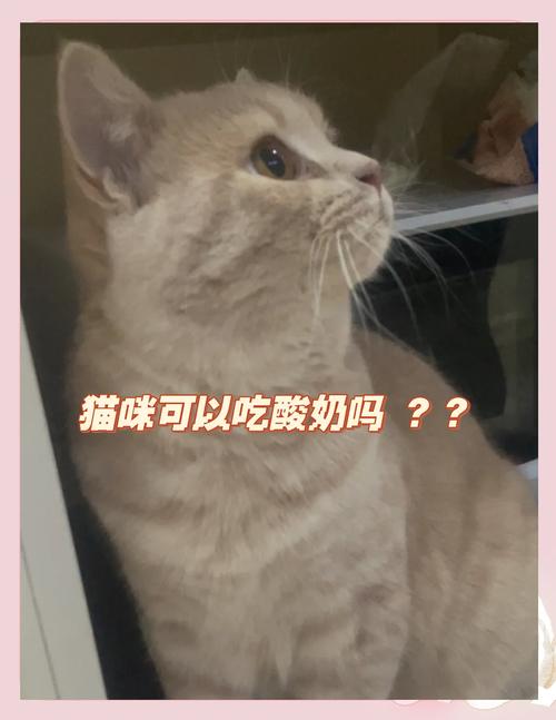 猫咪适量喂酸奶好处多,注意选低脂无糖原味!(小猫吃酸奶有什么好处) 猫咪适量喂酸奶好处多,注意选低脂无糖原味!(小猫吃酸奶有什么好处)