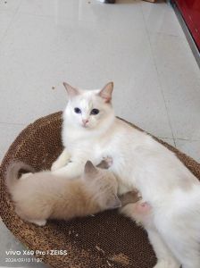 布偶橘配出三花猫？看基因和血统（布偶跟橘猫能生三花吗）