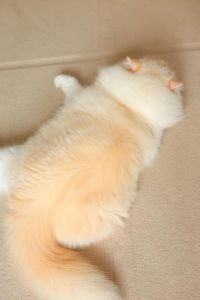火焰布偶猫多少钱？看品相血统和健康（火焰布偶猫为什么便宜）