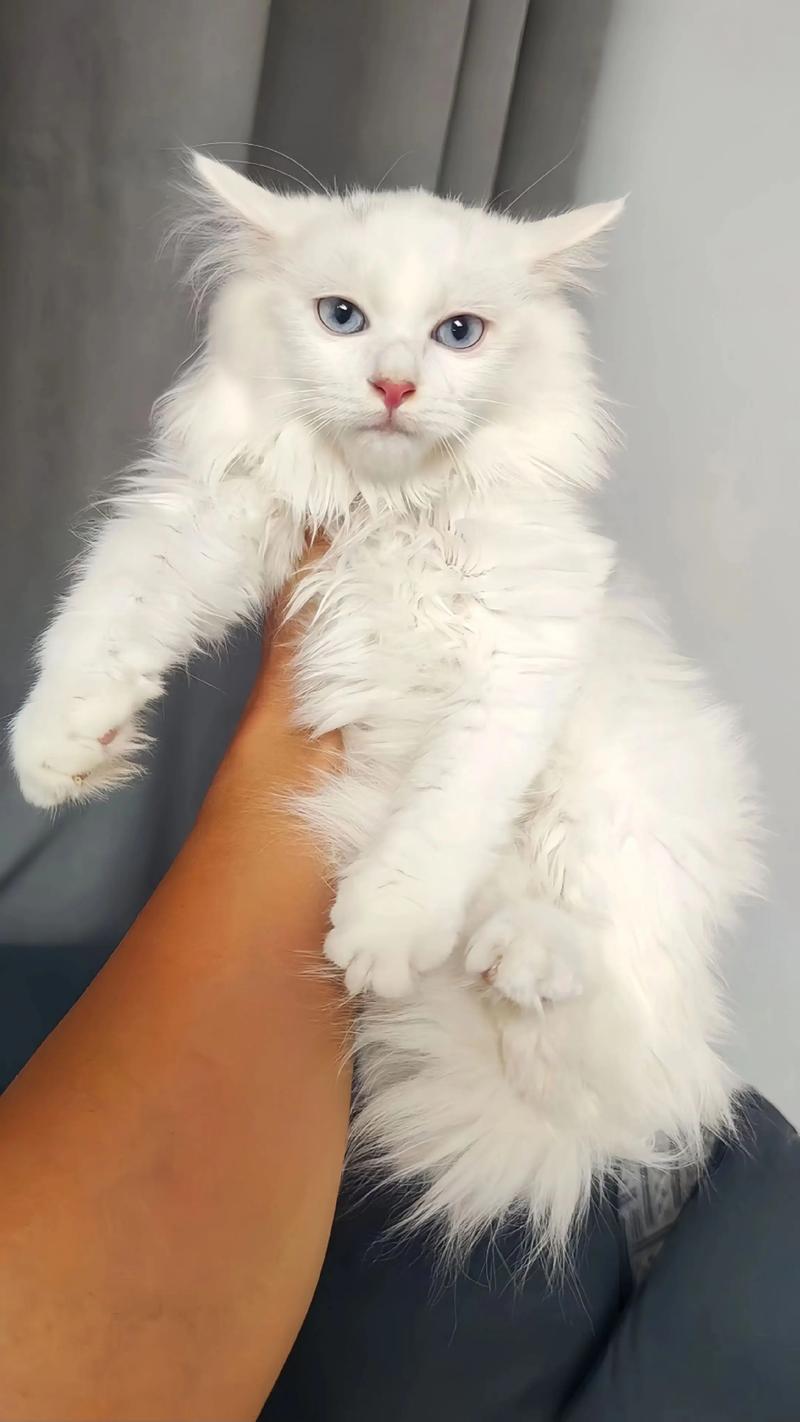 狮子猫甄嬛传之未卜先知宫斗番外(狮子猫的作品) 狮子猫甄嬛传之未卜先知宫斗番外(狮子猫的作品)