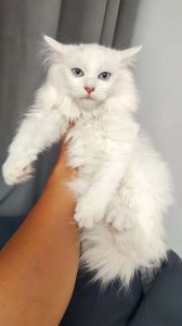 狮子猫甄嬛传之未卜先知宫斗番外（狮子猫的作品）