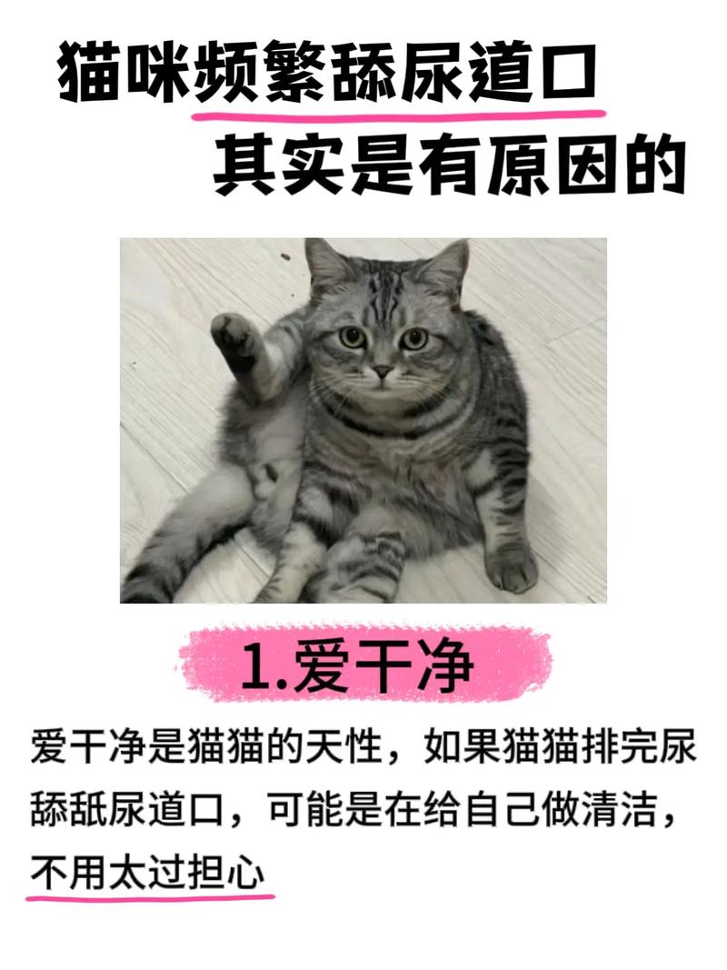 安个家爱干净放松啦!(为什么主人摸哪里猫就舔哪里) 安个家爱干净放松啦!(为什么主人摸哪里猫就舔哪里)