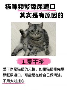 安个家爱干净放松啦！（为什么主人摸哪里猫就舔哪里）