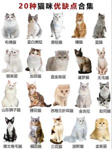 选对幼猫品种？看体型毛发性格！（幼猫怎样看品种好不好）