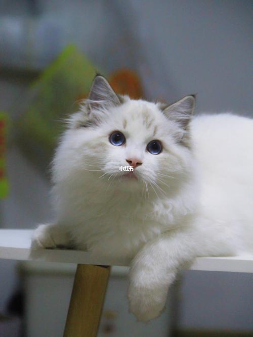 公猫2.5-3.5公斤,母猫2-3公斤(5个半月公布偶猫该是多少斤) 公猫2.5-3.5公斤,母猫2-3公斤(5个半月公布偶猫该是多少斤)