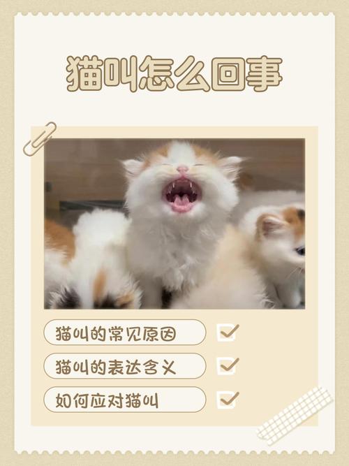 喵叫是猫情感表达,认真倾听回应,增进信任(猫叫的时候不理它) 喵叫是猫情感表达,认真倾听回应,增进信任(猫叫的时候不理它)