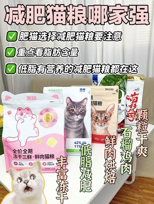 科学选粮,帮猫咪健康减肥(哪个减肥猫粮最有效) 科学选粮,帮猫咪健康减肥(哪个减肥猫粮最有效)