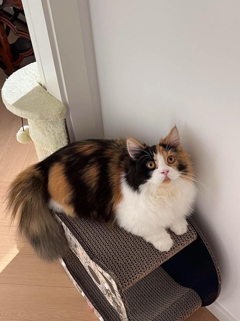 三花猫择偶高,颜值也重要(三花色布偶猫图片) 三花猫择偶高,颜值也重要(三花色布偶猫图片)