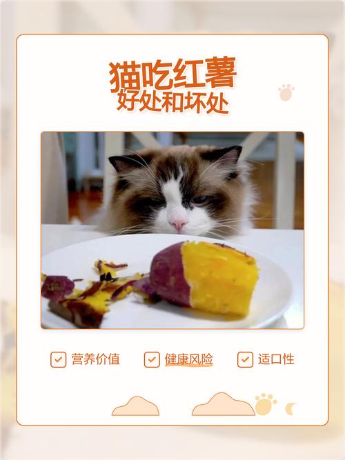 幼猫肠胃弱,地瓜要少吃(幼猫可以吃地瓜吗) 幼猫肠胃弱,地瓜要少吃(幼猫可以吃地瓜吗)