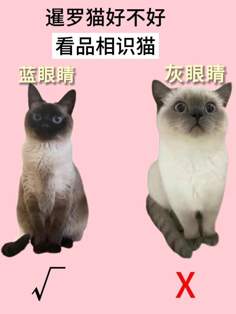 暹罗猫与无毛猫的电影风采(暹罗猫在哪个电影出现外星猫) 暹罗猫与无毛猫的电影风采(暹罗猫在哪个电影出现外星猫)