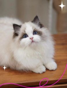 吉祥如意叫团子，女猫名字旺运势（女布偶猫取名旺主人）
