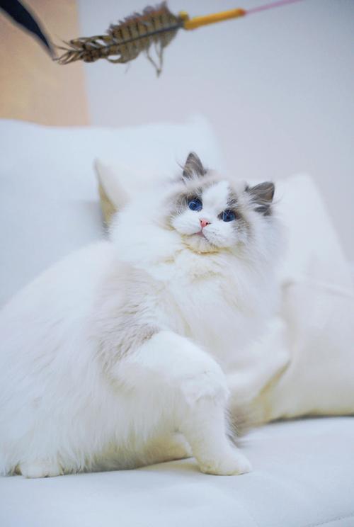 颜值高又温柔,暖心小宝贝(布偶猫颜值最高猫) 颜值高又温柔,暖心小宝贝(布偶猫颜值最高猫)