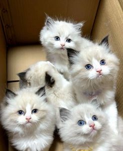 温顺布偶猫，健康有保障，适合老人上班族（南京布偶猫）