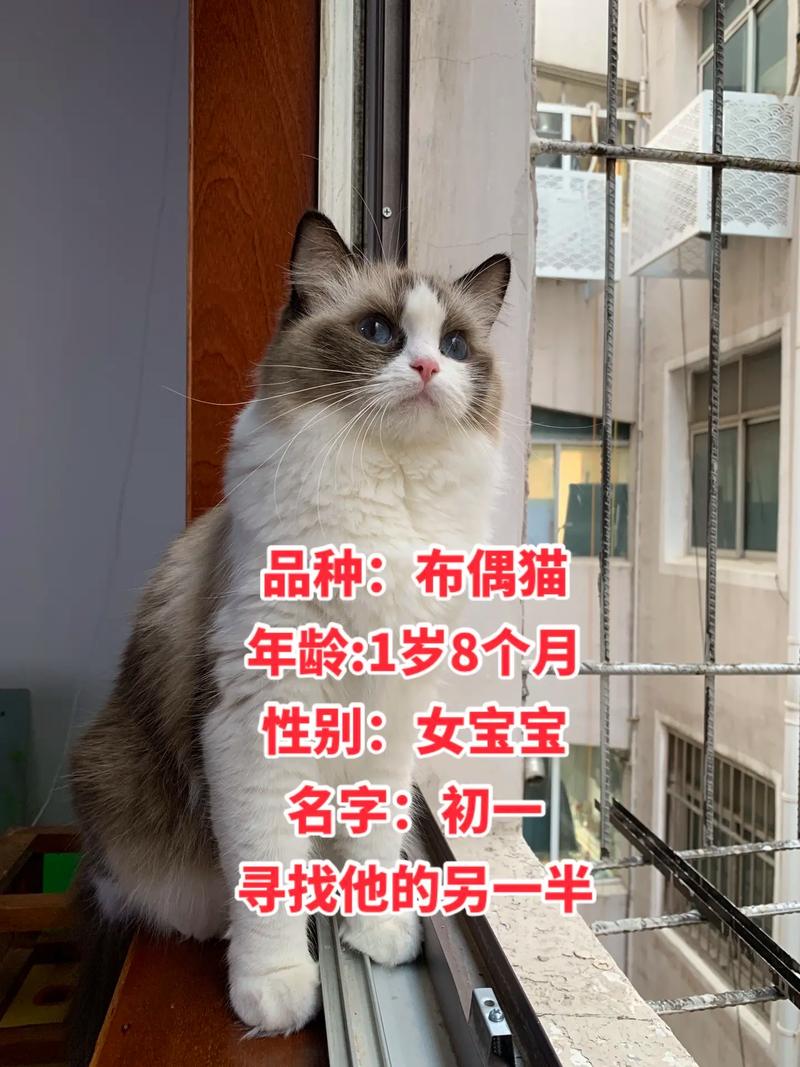 布偶猫成长体重变化及喂养(布偶猫体重年龄对照表) 布偶猫成长体重变化及喂养(布偶猫体重年龄对照表)
