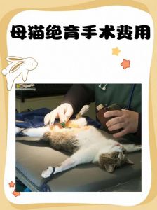 安心手术与恢复（猫绝育手术）