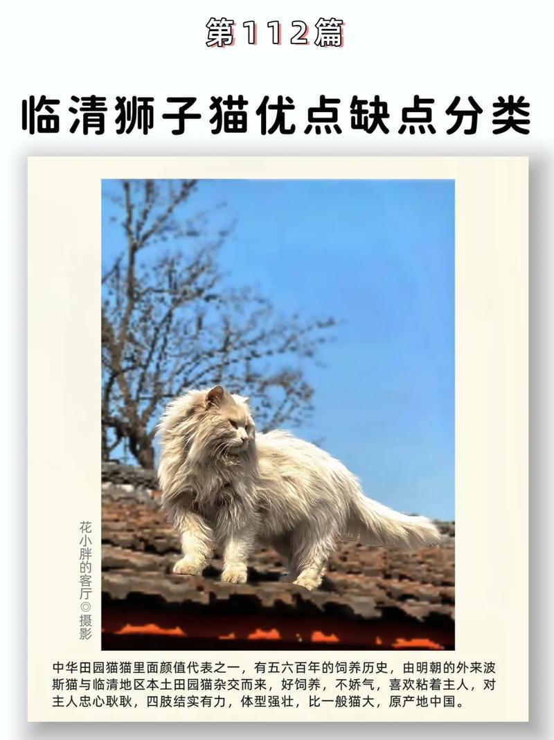 北京大觉寺猫咪多,晒太阳打盹成风景(狮子猫路遇在北京哪个地方) 北京大觉寺猫咪多,晒太阳打盹成风景(狮子猫路遇在北京哪个地方)