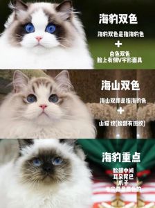 布偶猫聪明粘人，需关爱与营养（布偶猫智商排名）