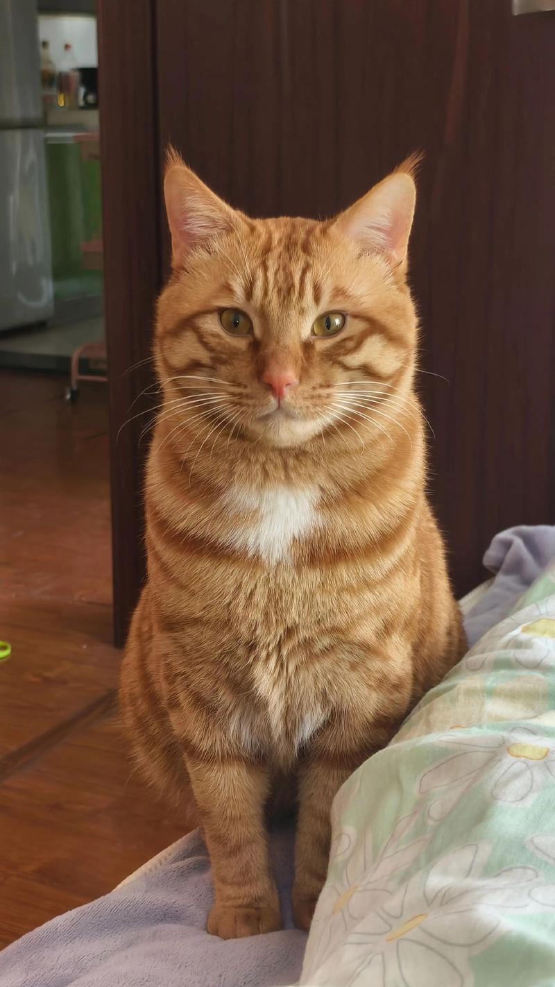苏辰寻目标,智勇成长传奇(养了只橘猫全部作品) 苏辰寻目标,智勇成长传奇(养了只橘猫全部作品)