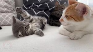 大猫接纳小猫的表现（小猫爱大猫的表现）