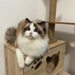 性格温顺，享受猫咪时光（养布偶小母猫）