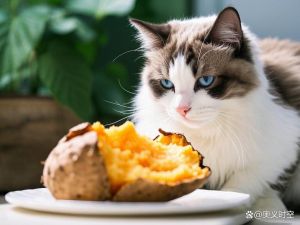 小猫少量食地瓜助消化，但要注意量，更适合南瓜山药（小猫吃地瓜好吗）