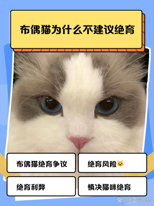 布偶猫绝育好处多,健康快乐寿命长(布偶猫绝育有什么好处吗) 布偶猫绝育好处多,健康快乐寿命长(布偶猫绝育有什么好处吗)