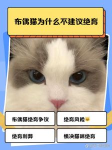 布偶猫绝育好处多，健康快乐寿命长（布偶猫绝育有什么好处吗）