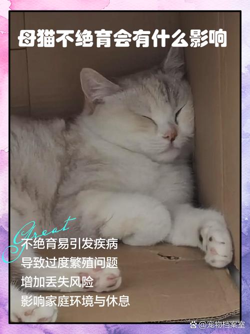 母猫绝育好处多,健康稳定更亲人(母猫不绝育会有什么影响) 母猫绝育好处多,健康稳定更亲人(母猫不绝育会有什么影响)