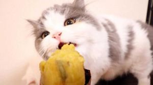 蒸红薯对猫咪好但易胀气，极少量喂食需注意！（猫咪能吃红薯吗蒸熟的）