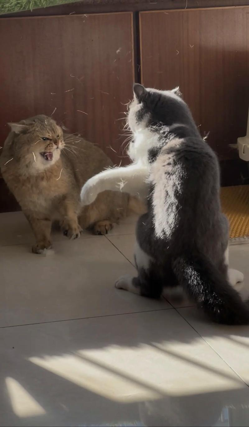 两只公猫打架怎么办?绝育渐进是关键!(养两只公猫会打架吗) 两只公猫打架怎么办?绝育渐进是关键!(养两只公猫会打架吗)