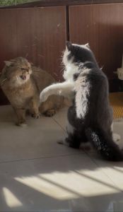 两只公猫打架怎么办？绝育渐进是关键！（养两只公猫会打架吗）