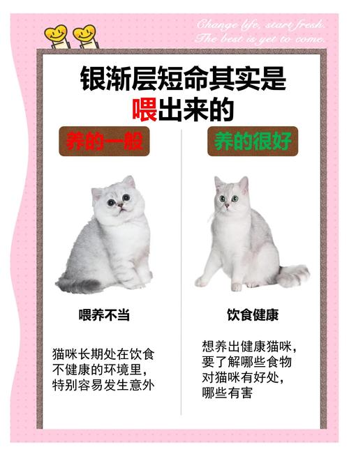 健康零食,注意烹饪与过敏(小猫吃虾有什么好处) 健康零食,注意烹饪与过敏(小猫吃虾有什么好处)