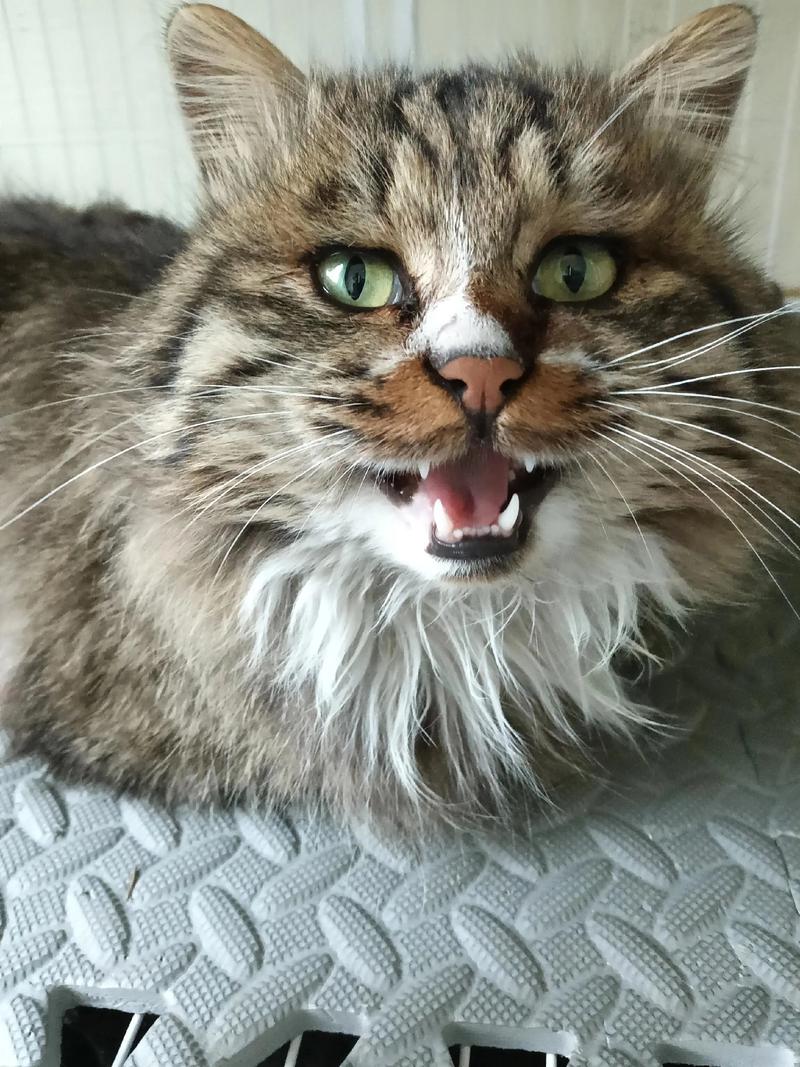 被误解的混血小可爱(串串猫是凶猫还是吉猫) 被误解的混血小可爱(串串猫是凶猫还是吉猫)