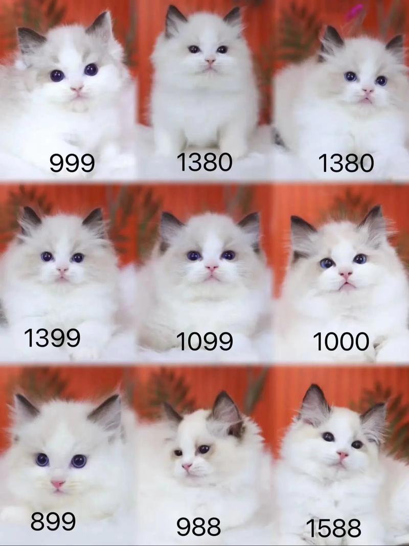 警惕低价布偶猫!1000元或有问题,养猫需谨慎(布偶猫1000块贵吗) 警惕低价布偶猫!1000元或有问题,养猫需谨慎(布偶猫1000块贵吗)