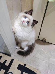 人类仙女猫，猫咪眼中的缺点？（布偶在猫的眼里的样子图片）