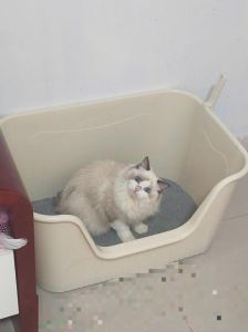 选猫砂盆给布偶猫，智能防溅控味，选大空间耐用款（布偶选哪种猫砂盆比较好）