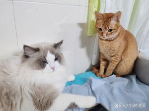 活泼大橘遇高贵布偶，串串猫太特别！（大橘和布偶串种生的猫）