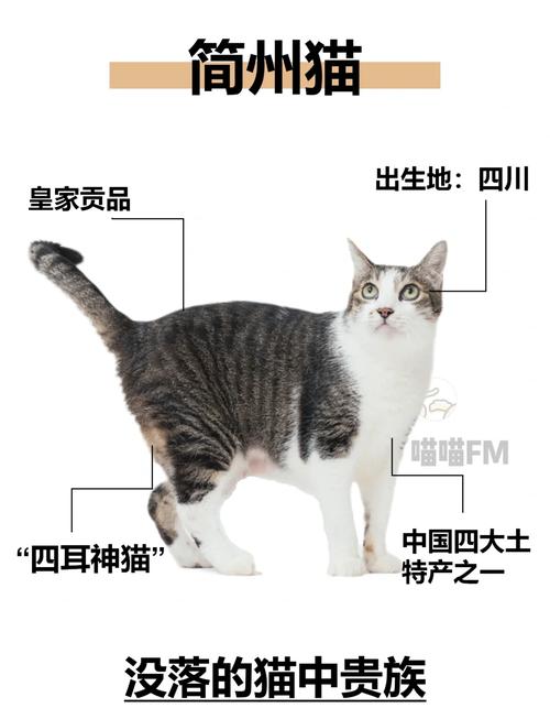 简州猫四耳特征识别(简州猫的四耳怎么看) 简州猫四耳特征识别(简州猫的四耳怎么看)