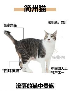 缅因猫体型更大更重，简州猫也很高但稍小（简州猫和缅因猫哪个大）