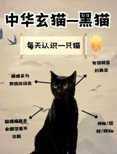 夜晚猫叫不吉利？注意风险与财富变化！（晚上猫叫的十大禁忌）