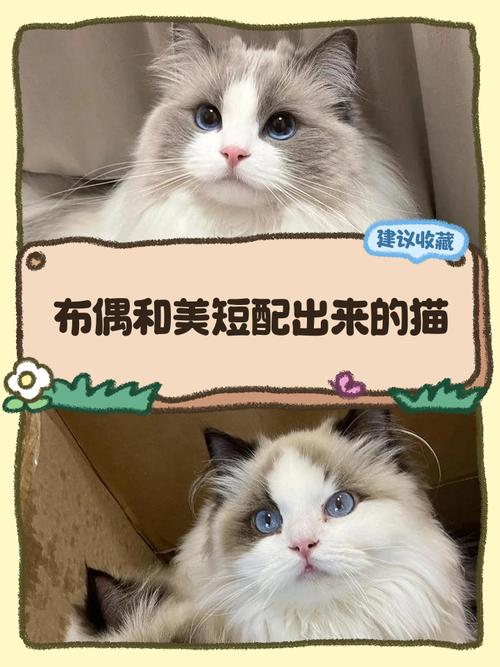 布偶猫11月成熟,别早配,等第二次发情再考虑(布偶猫11个月能配吗) 布偶猫11月成熟,别早配,等第二次发情再考虑(布偶猫11个月能配吗)