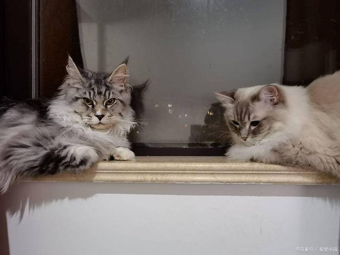母猫发情嚎叫乱尿?科学绝育是关键!(母宠物猫发情期怎么解决) 母猫发情嚎叫乱尿?科学绝育是关键!(母宠物猫发情期怎么解决)