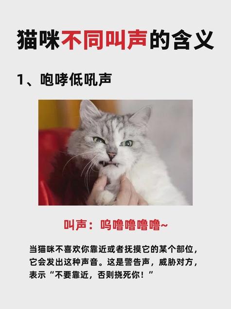 猫咪不理人?可能是它累了,或不想被打扰(为啥叫猫咪的时候他不理你) 猫咪不理人?可能是它累了,或不想被打扰(为啥叫猫咪的时候他不理你)