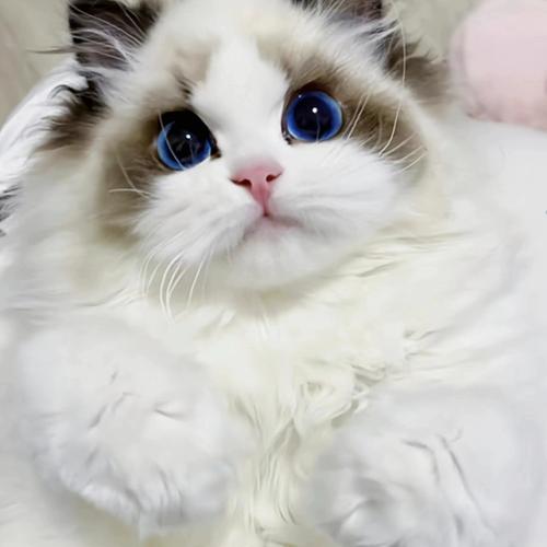 高颜值好性格的布偶猫品相要点(品相好的布偶猫图片) 高颜值好性格的布偶猫品相要点(品相好的布偶猫图片)