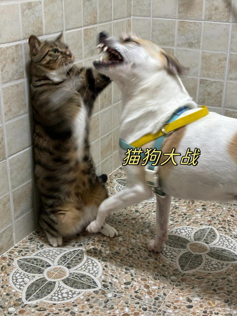 狗猛猫捷,智慧性格各不同(猫和狗打架哪个更厉害为什么) 狗猛猫捷,智慧性格各不同(猫和狗打架哪个更厉害为什么)