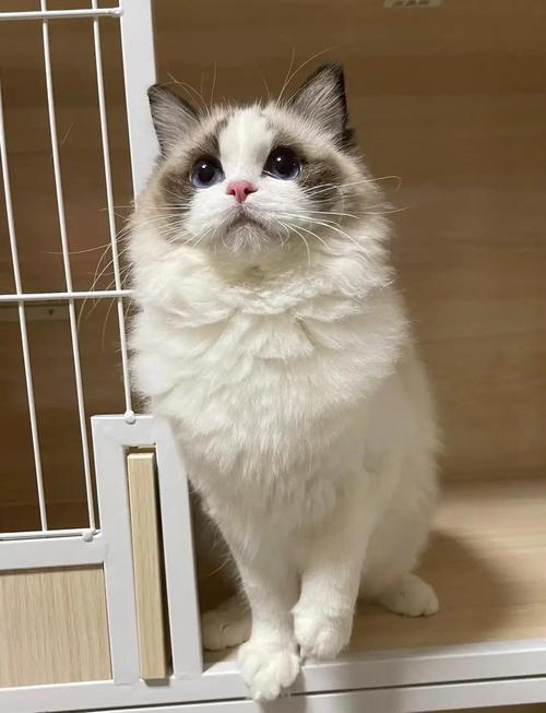 布偶猫标准体重8-9公斤，体型大需小心抱持（布偶猫体重多少斤）