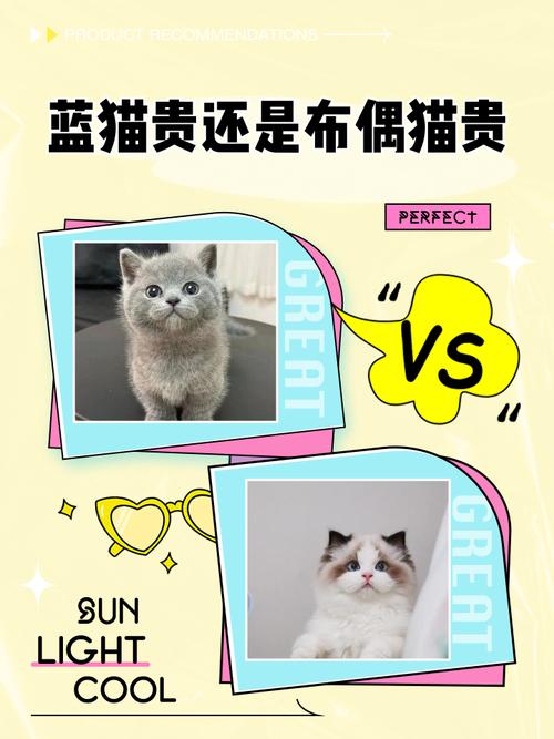 低价猫风险高,健康幸福最重要(布偶和蓝猫配出来的猫值钱吗) 低价猫风险高,健康幸福最重要(布偶和蓝猫配出来的猫值钱吗)