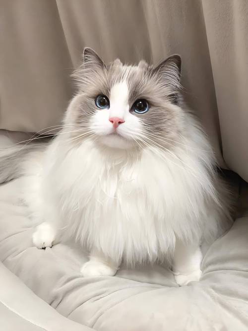 流浪布偶猫公母选哪个好?(公子的布偶猫) 流浪布偶猫公母选哪个好?(公子的布偶猫)