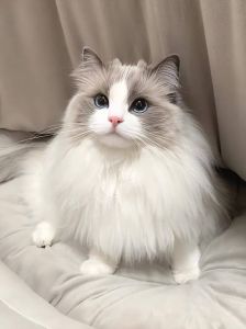 温柔巨人，白猫代表（白猫的品种大全大图布偶猫）