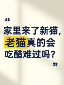 新猫老猫相处难？温柔引导有妙招！（来了新猫老猫会难过吗）